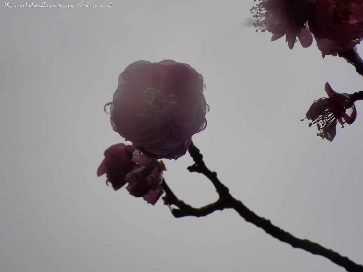 雪と梅の花 - 15