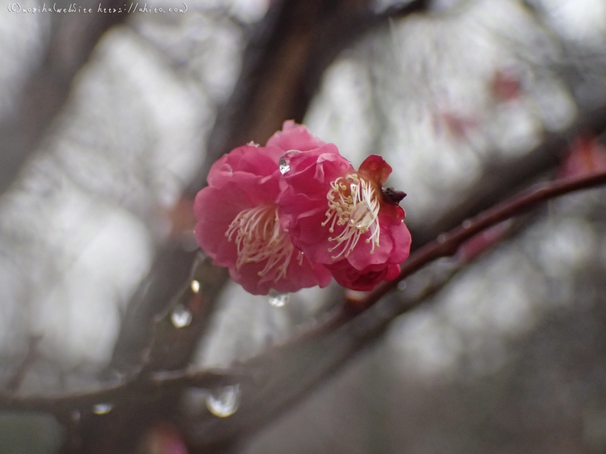 雪と梅の花 - 36