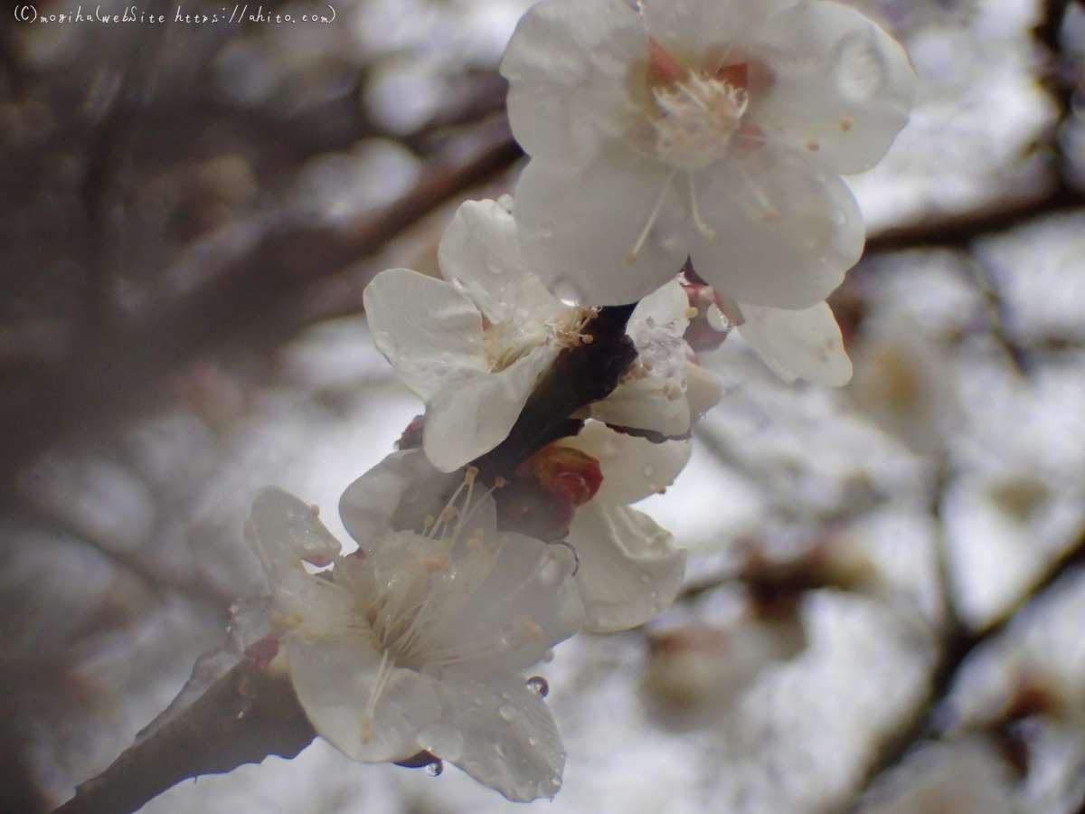 雪と梅の花 - 42