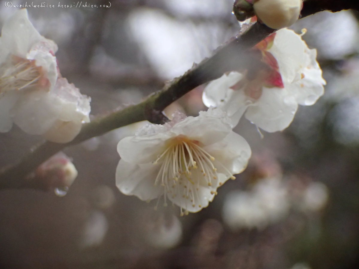 雪と梅の花 - 44