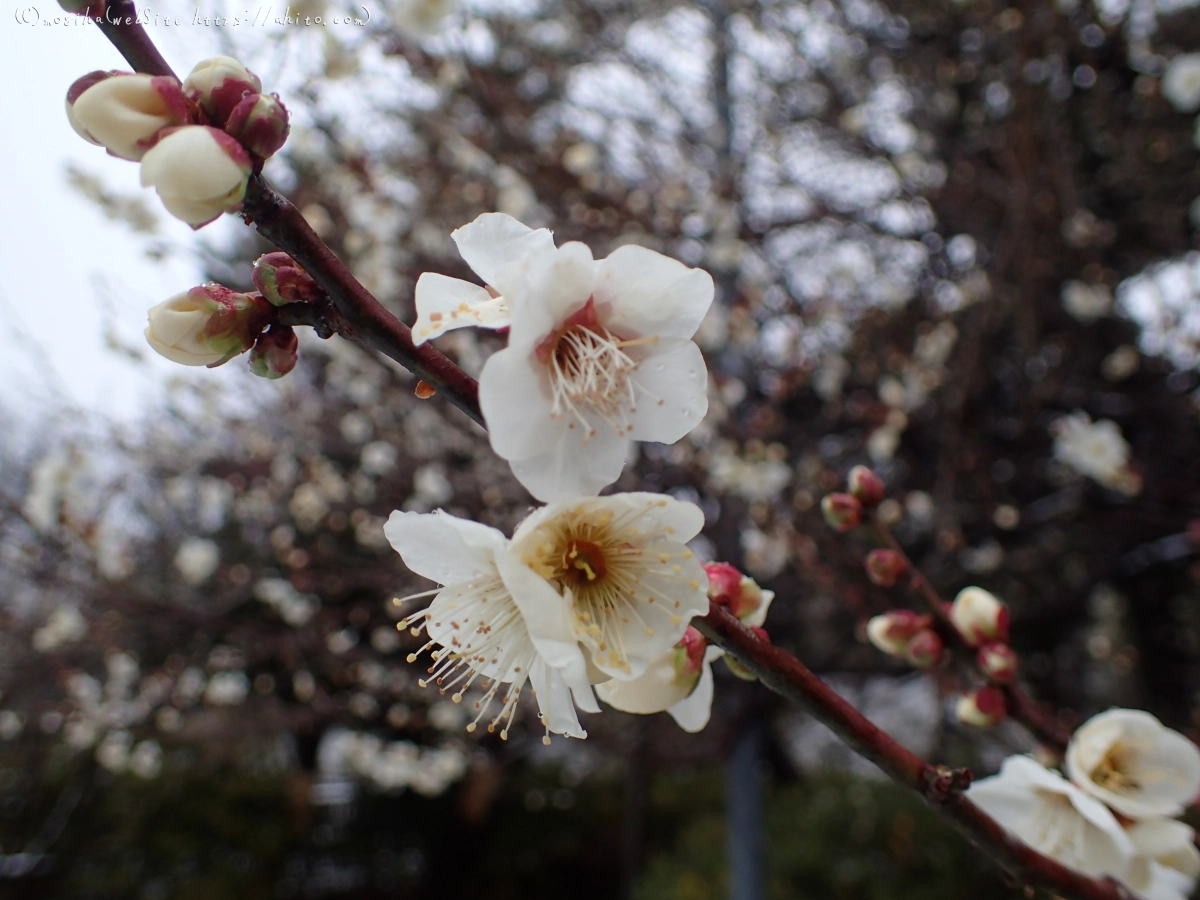 雪と梅の花 - 56