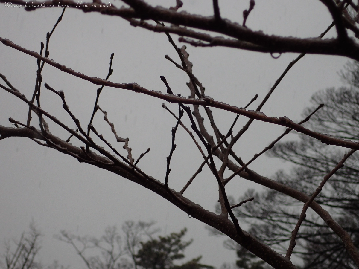 雪と鴨たち - 04