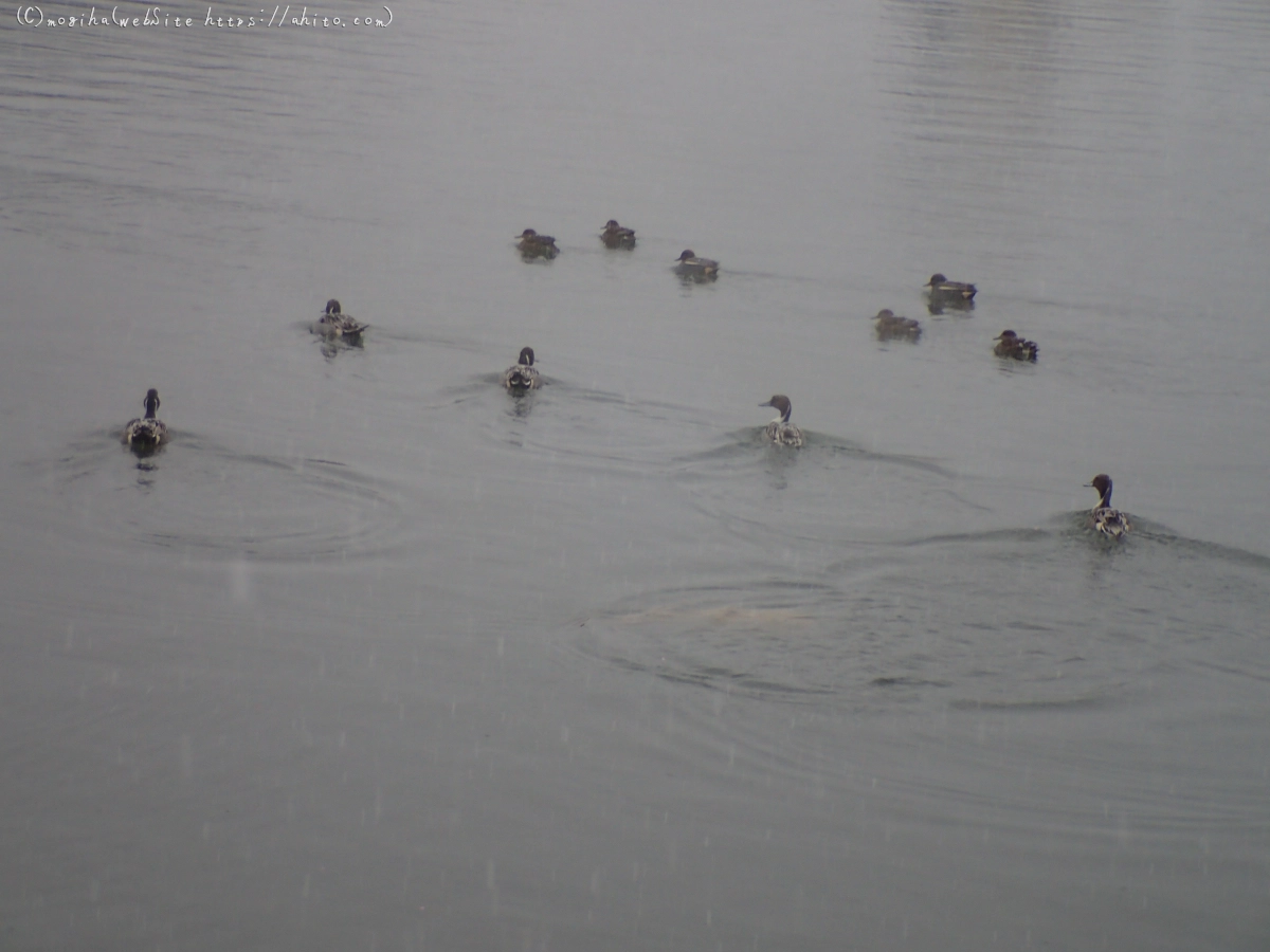 雪と鴨たち - 06