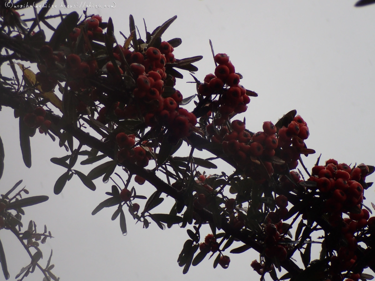 雪と鴨たち - 14