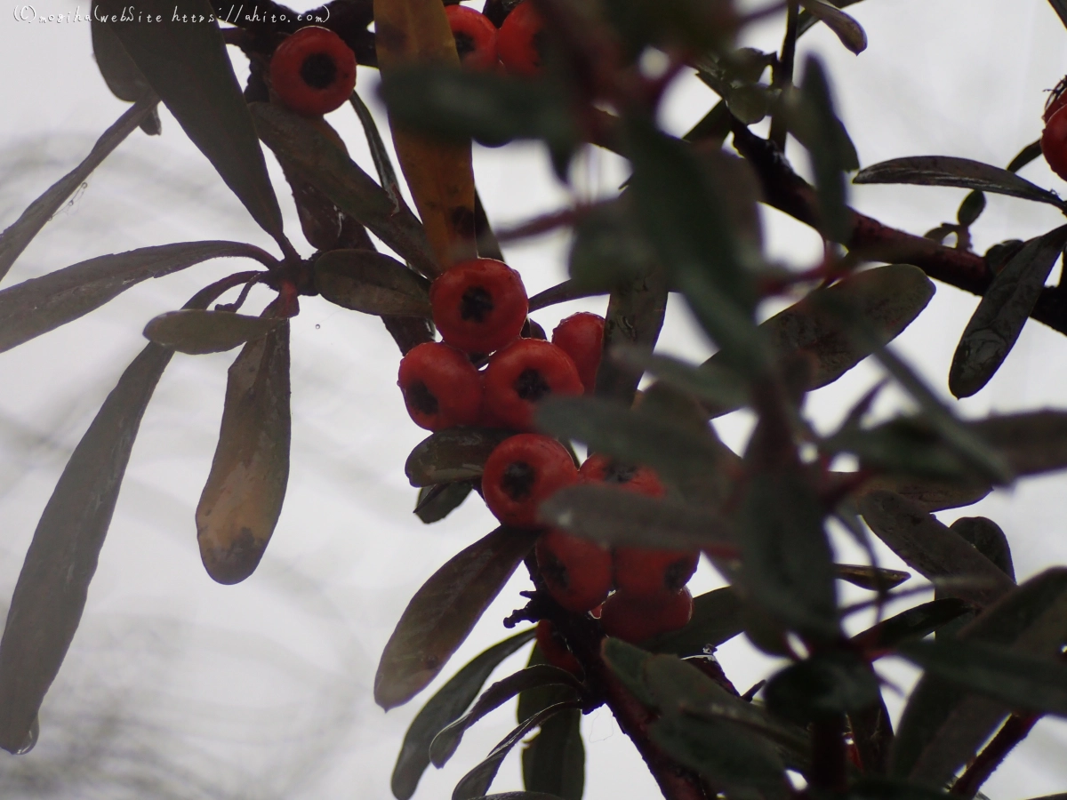 雪と鴨たち - 15