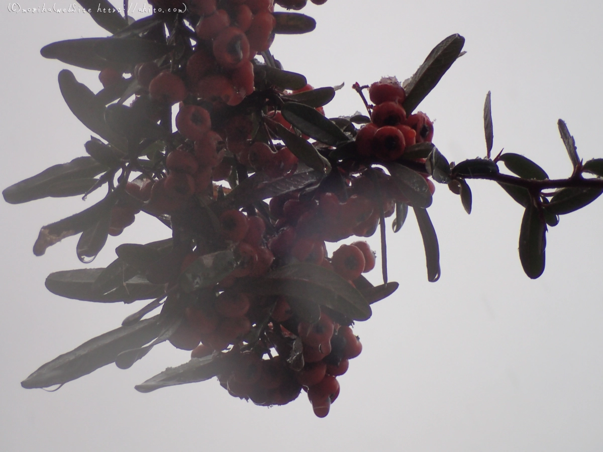 雪と鴨たち - 16