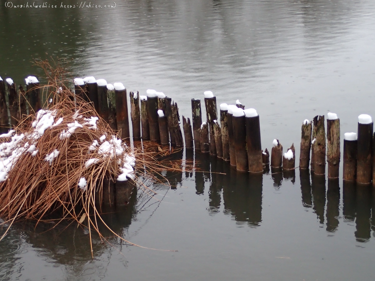 雪と鴨たち - 17