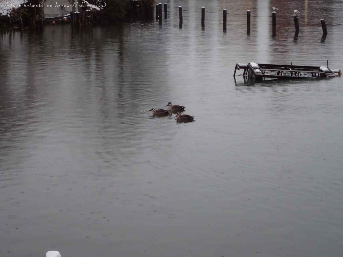 雪と鴨たち - 18