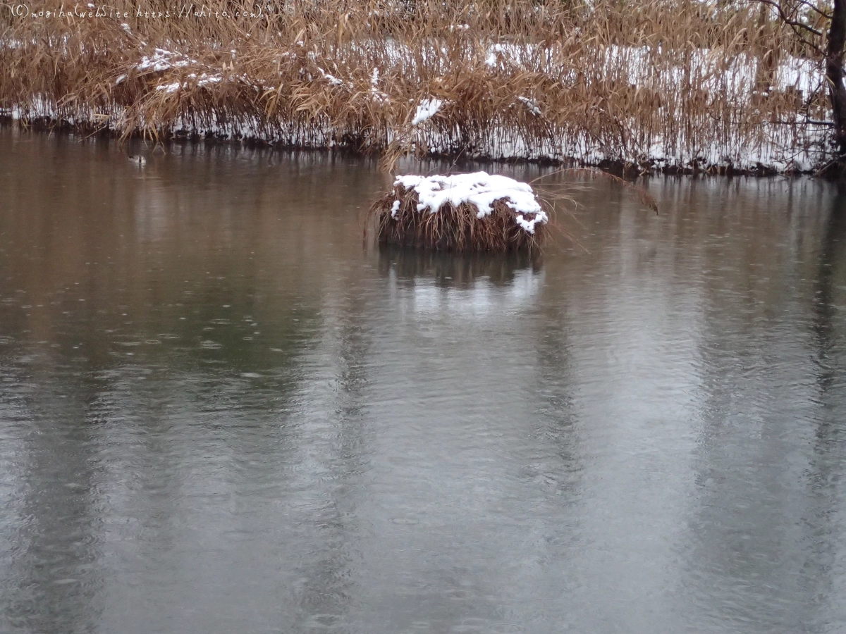 雪と鴨たち - 19