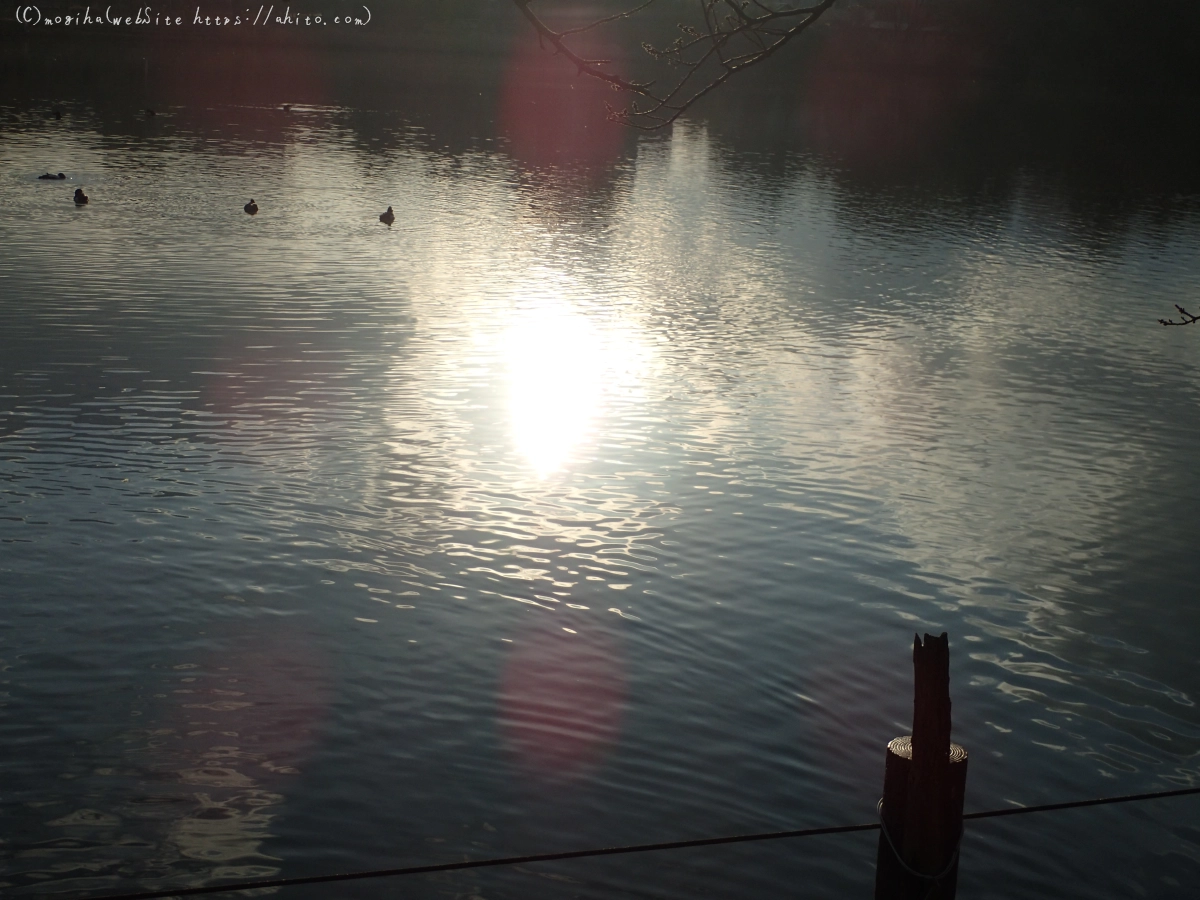 朝日の池 - 06