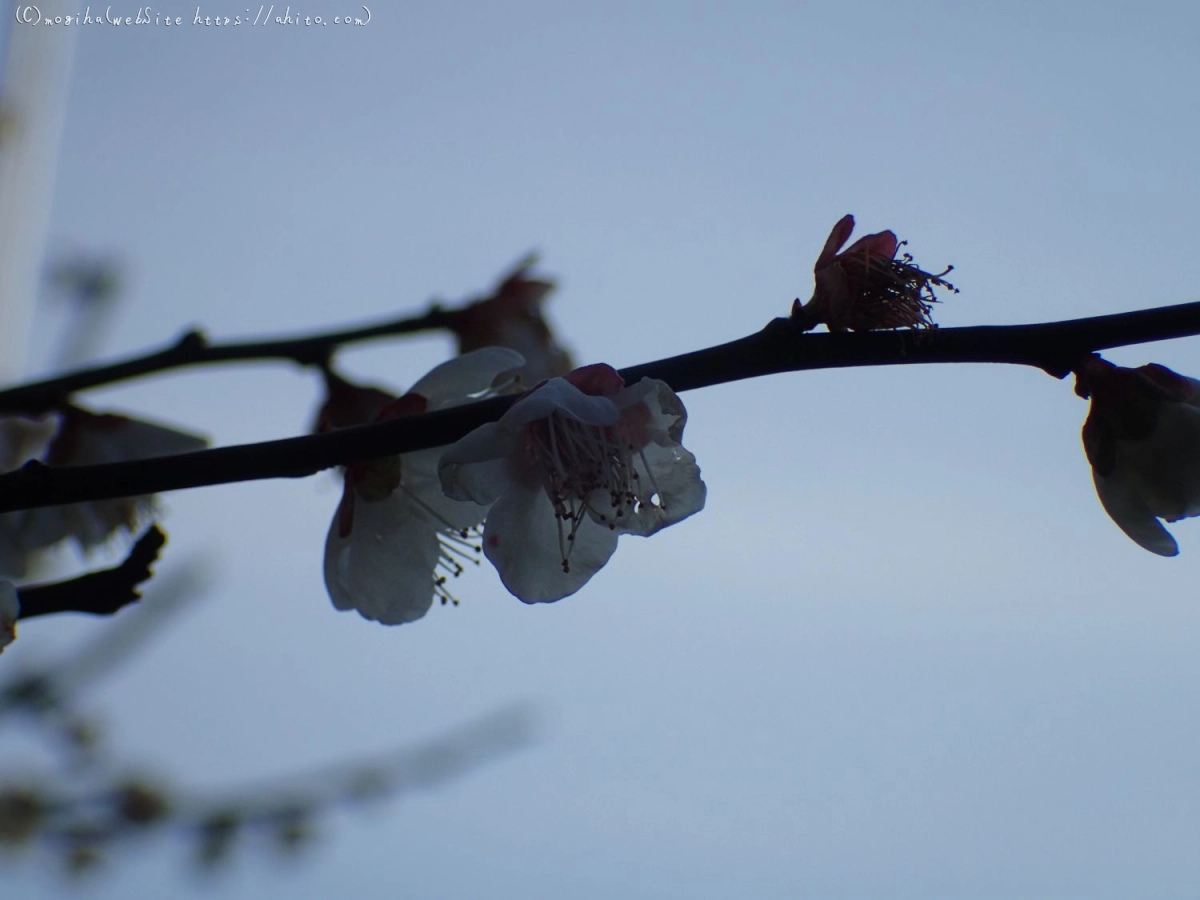 梅のころ - 05