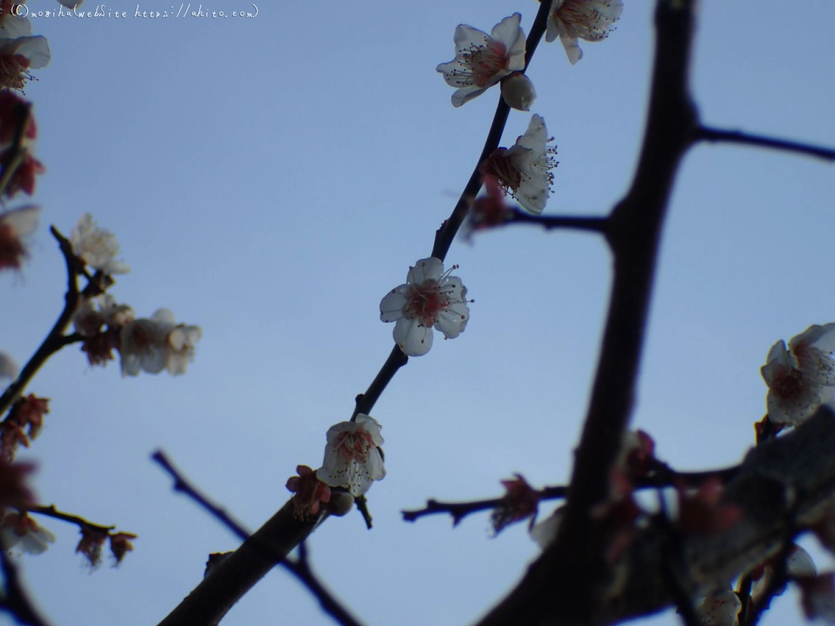 梅のころ - 06