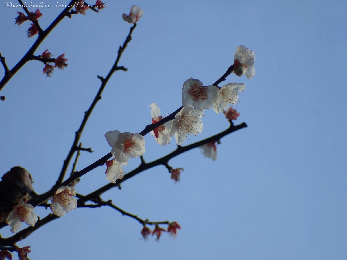 梅のころ - 08