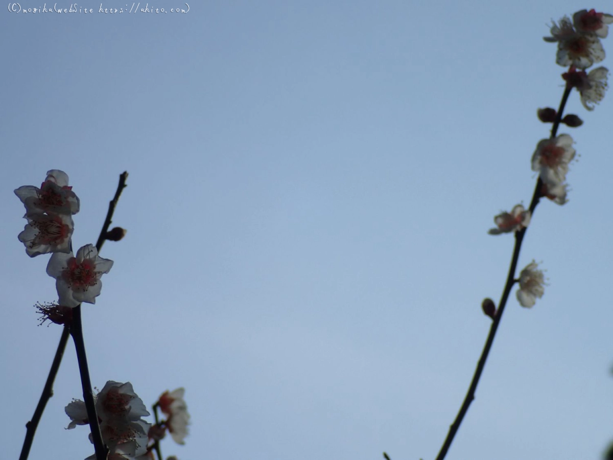 梅のころ - 14