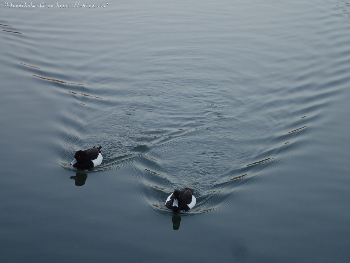 朝日と池と鴨 - 06