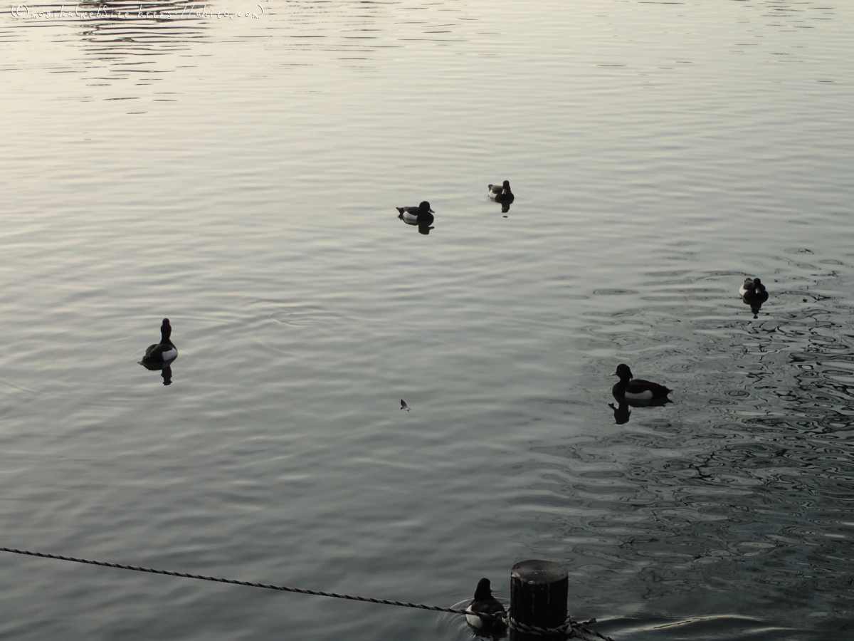 朝日と池と鴨 - 08