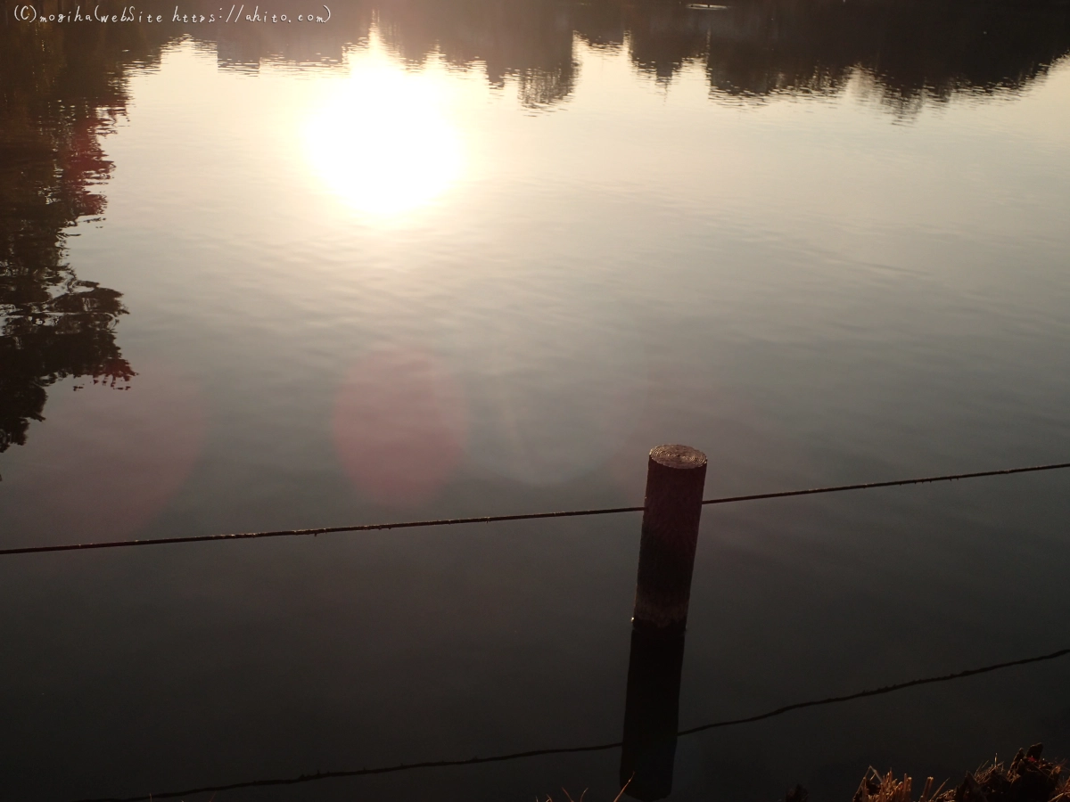朝日と池と鴨 - 09