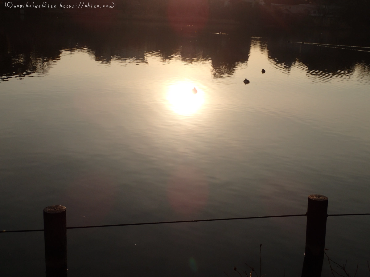 朝日と池と鴨 - 11