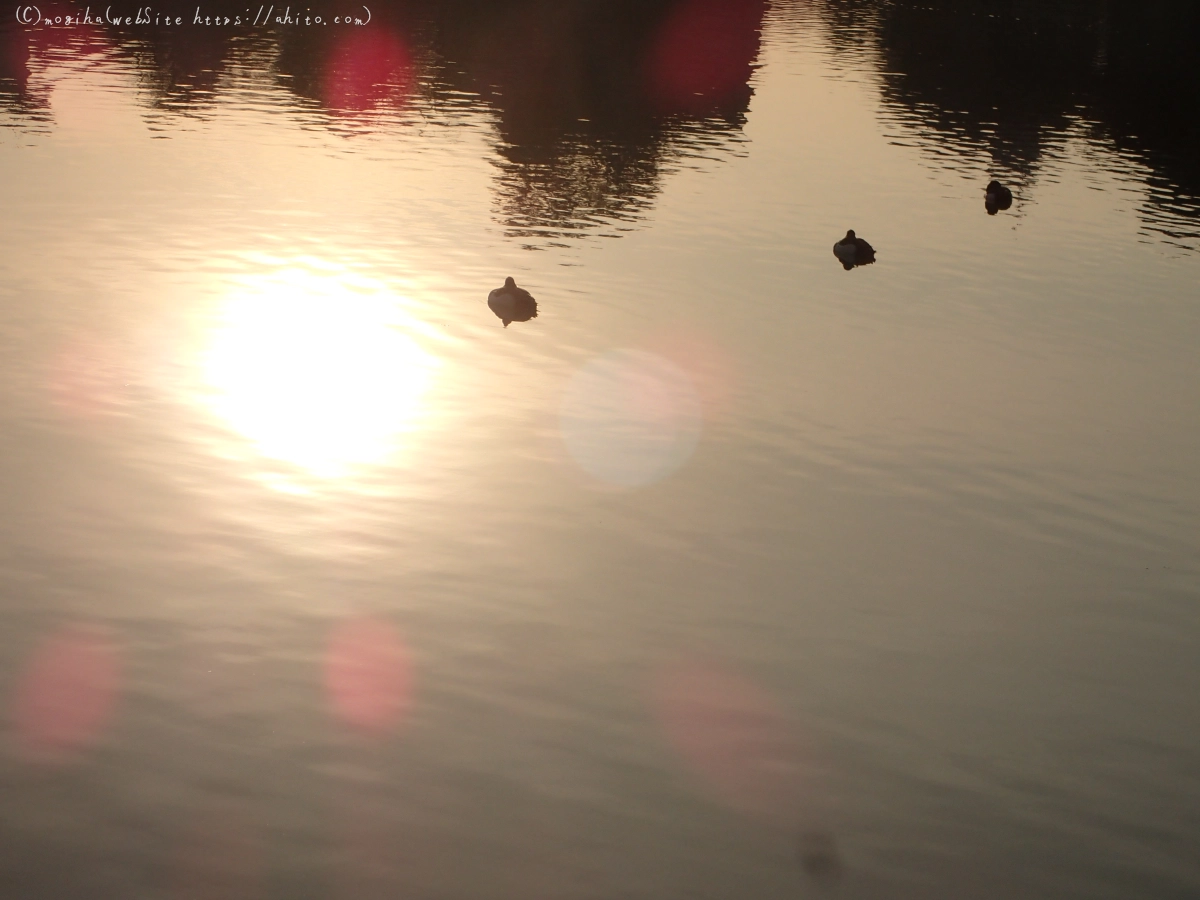 朝日と池と鴨 - 13