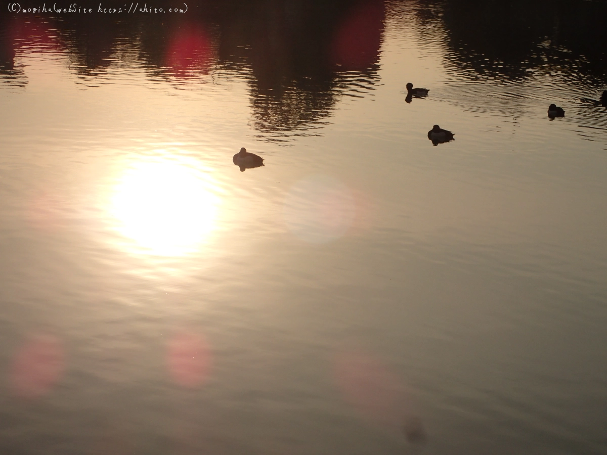 朝日と池と鴨 - 15
