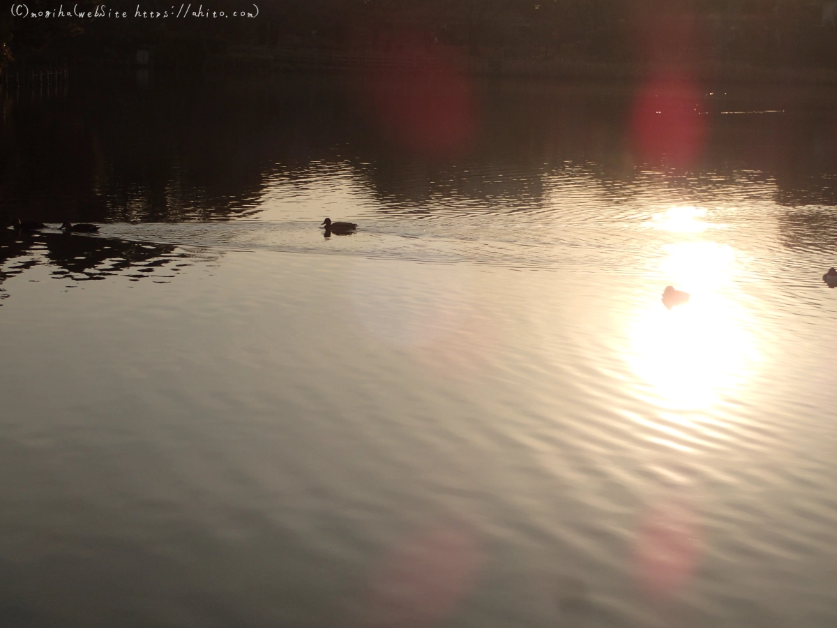 朝日と池と鴨 - 20