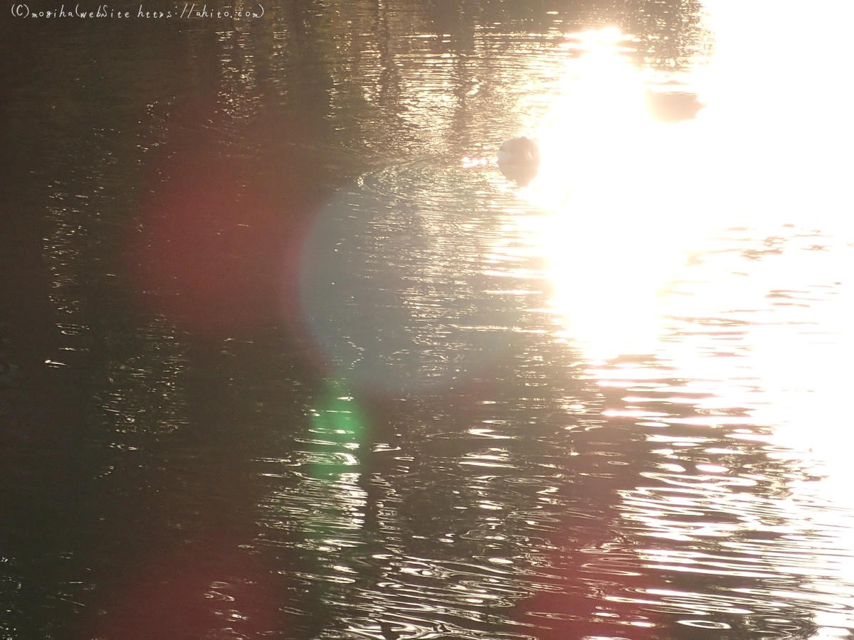 朝日と池と鴨 - 21