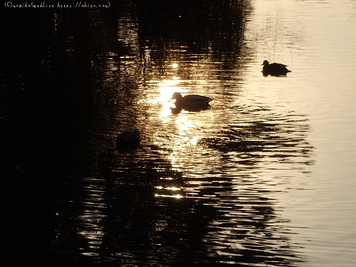 朝日と池と鴨 - 24