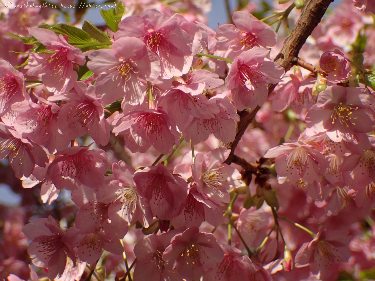河津桜 - 15