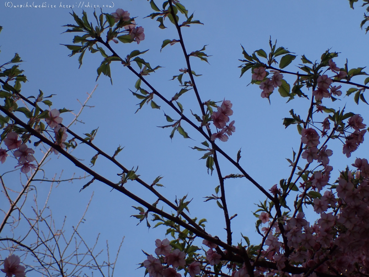 朝日と河津桜 - 01