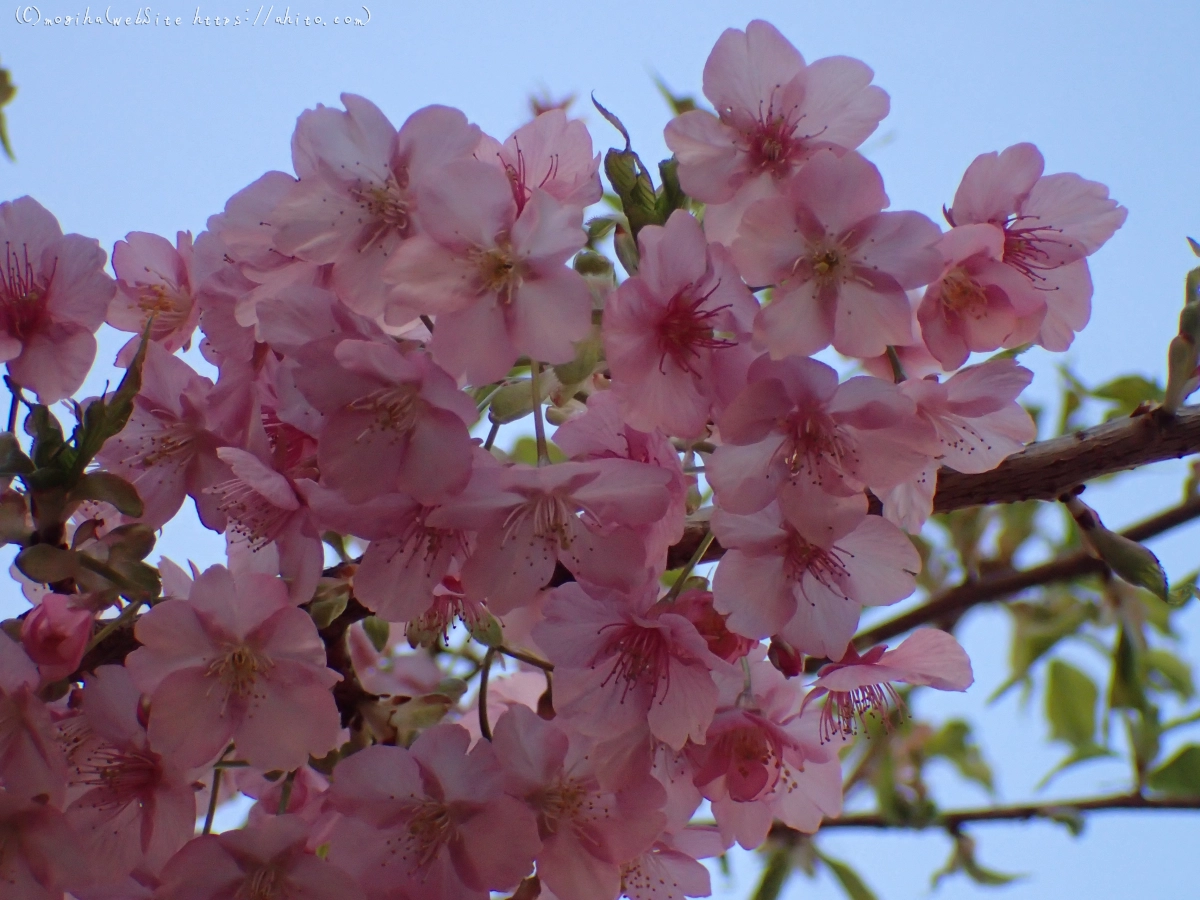 朝日と河津桜 - 08