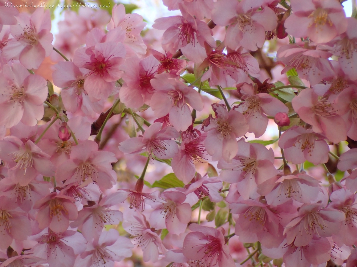 朝日と河津桜 - 12