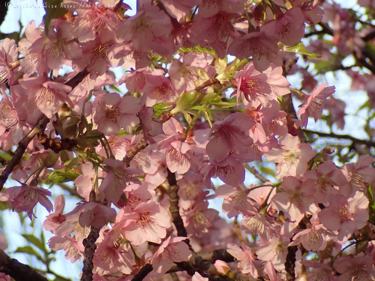 朝日と河津桜 - 13