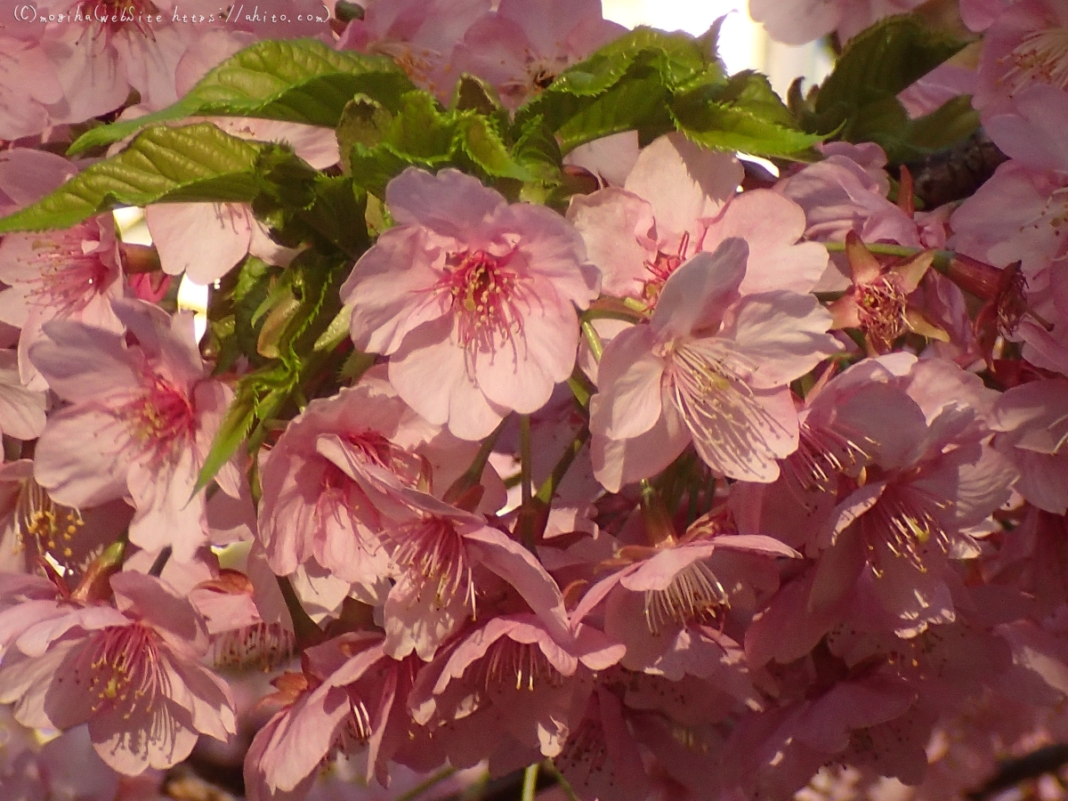 朝日と河津桜 - 16