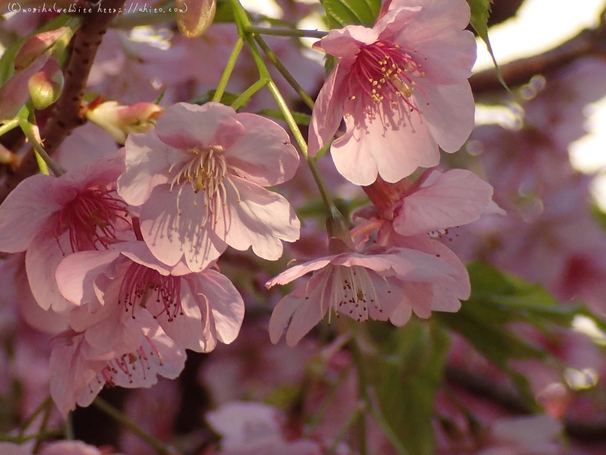 朝日と河津桜 - 18