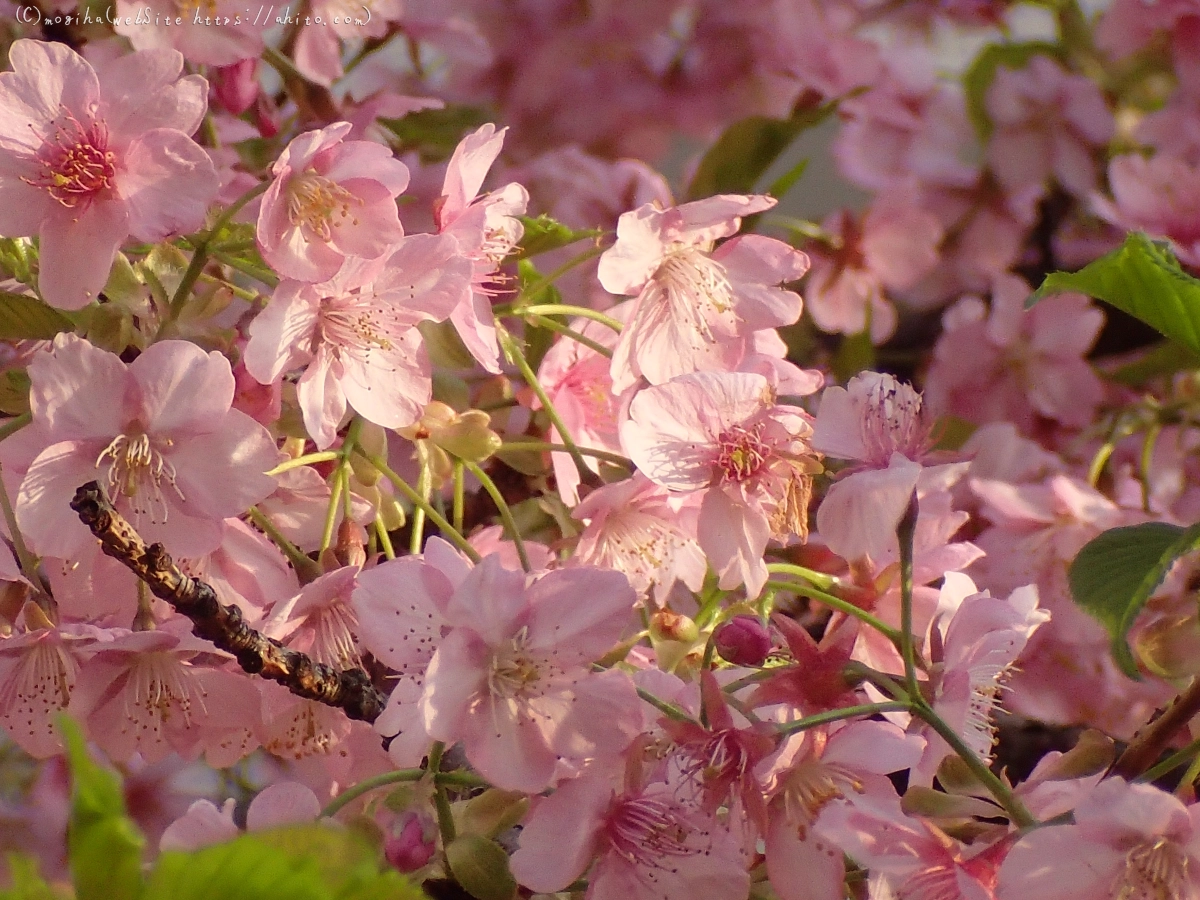 朝日と河津桜 - 19