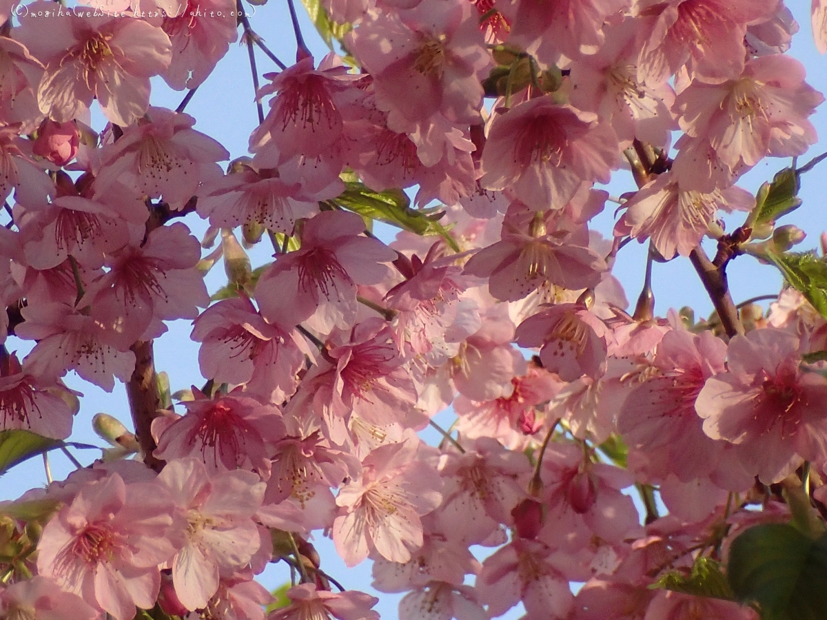 朝日と河津桜 - 20