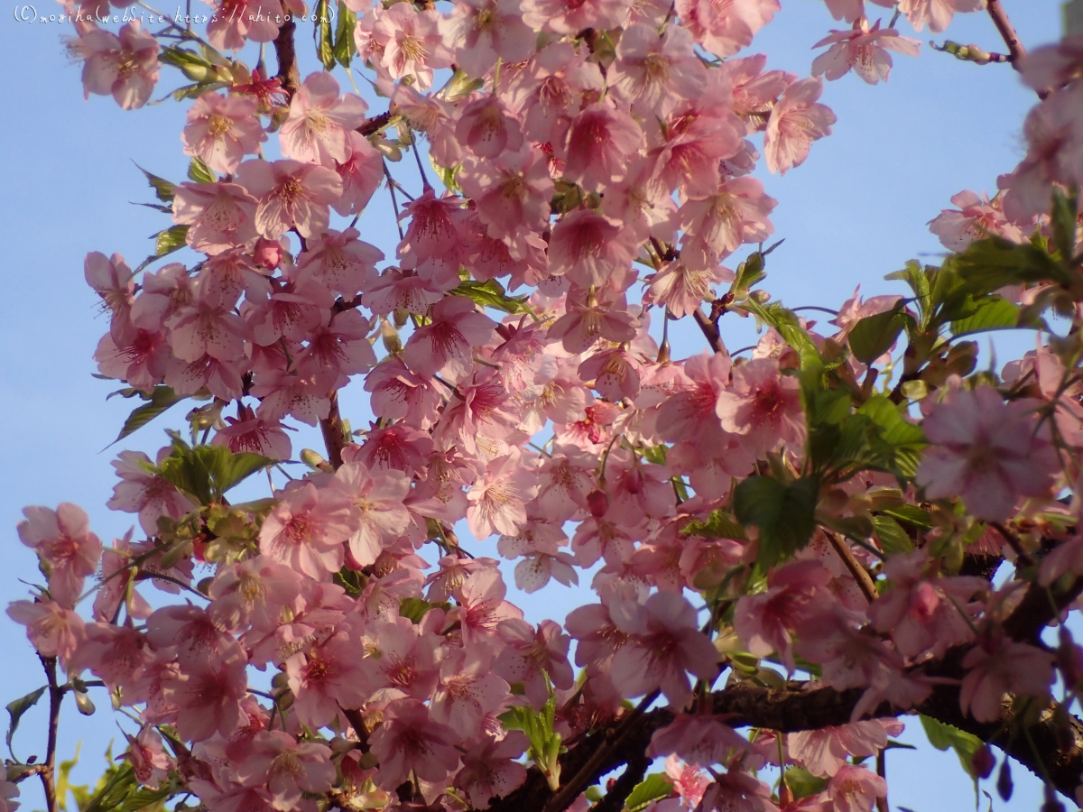 朝日と河津桜 - 21