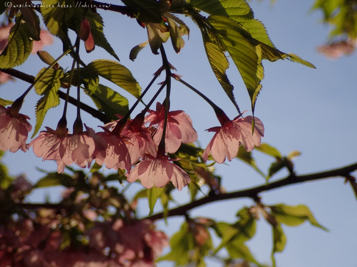 朝日と河津桜 - 23