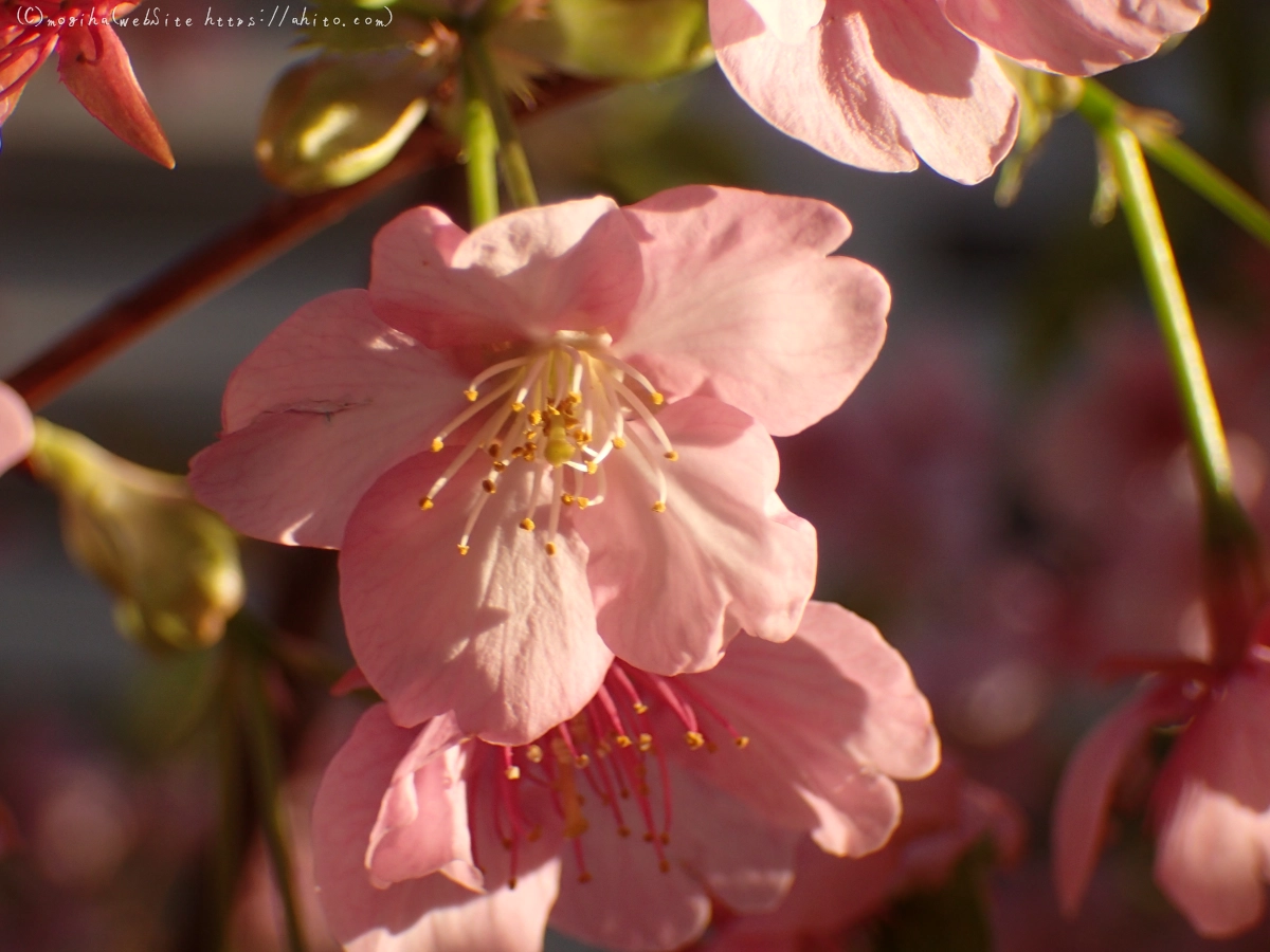 朝日と河津桜 - 47