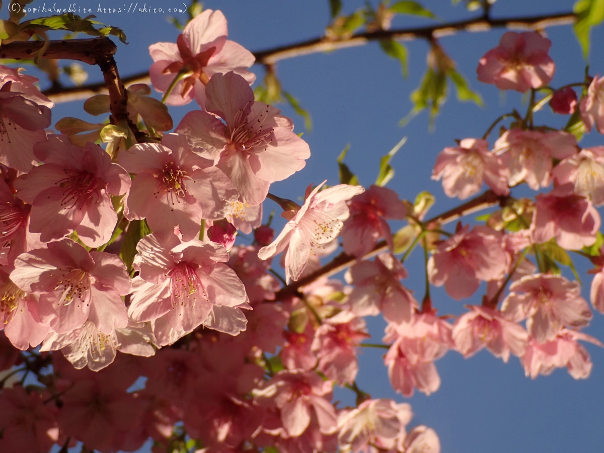 朝日と河津桜 - 50