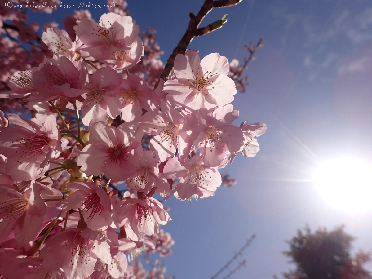 桜神宮の河津桜 - 02