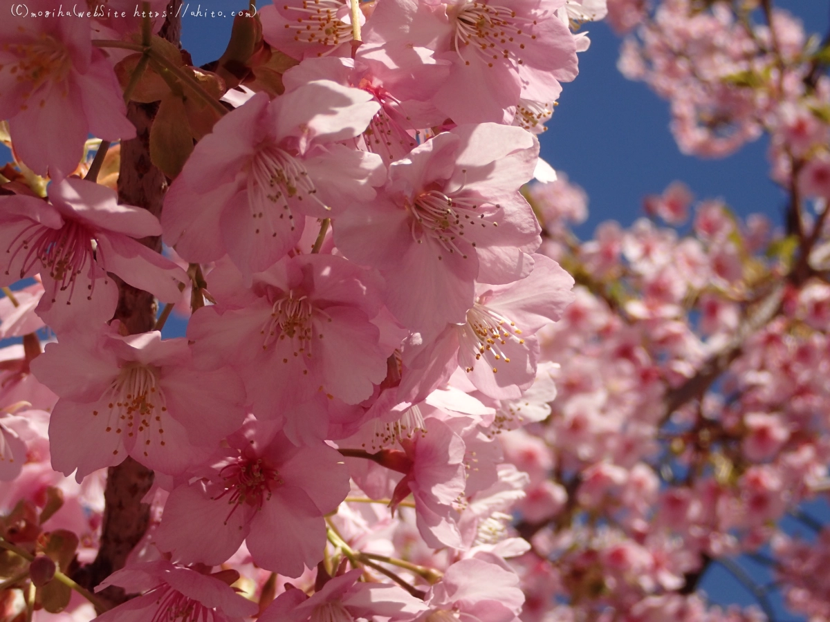 桜神宮の河津桜 - 09