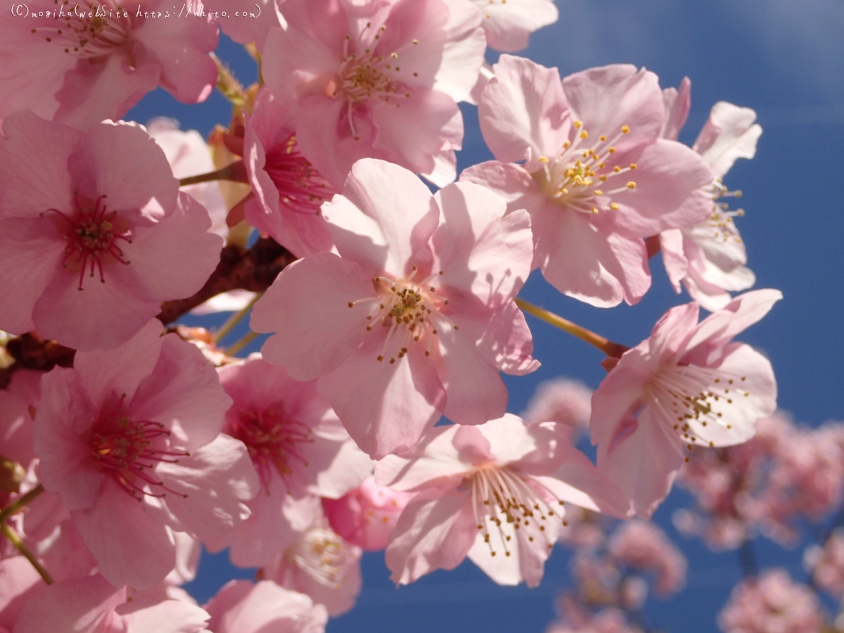 桜神宮の河津桜 - 10