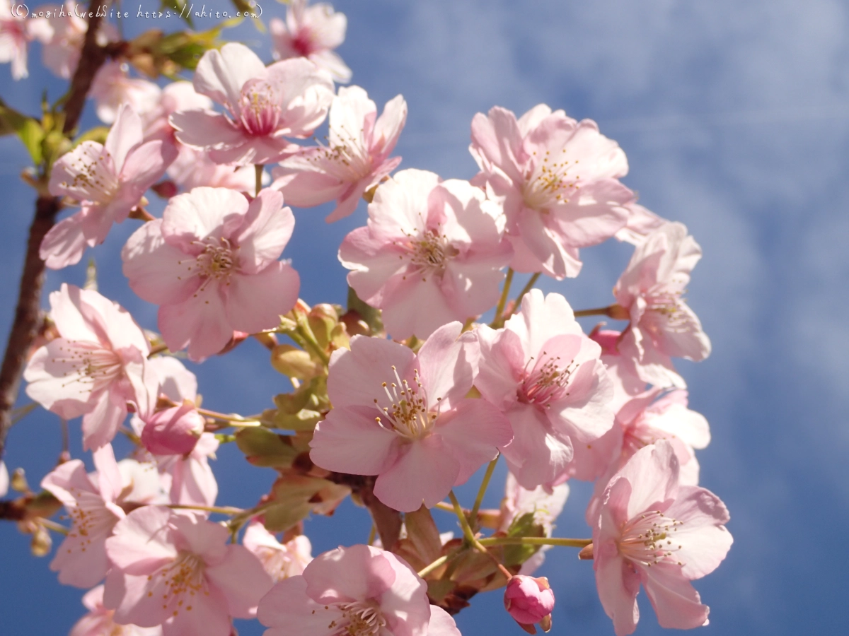 桜神宮の河津桜 - 11