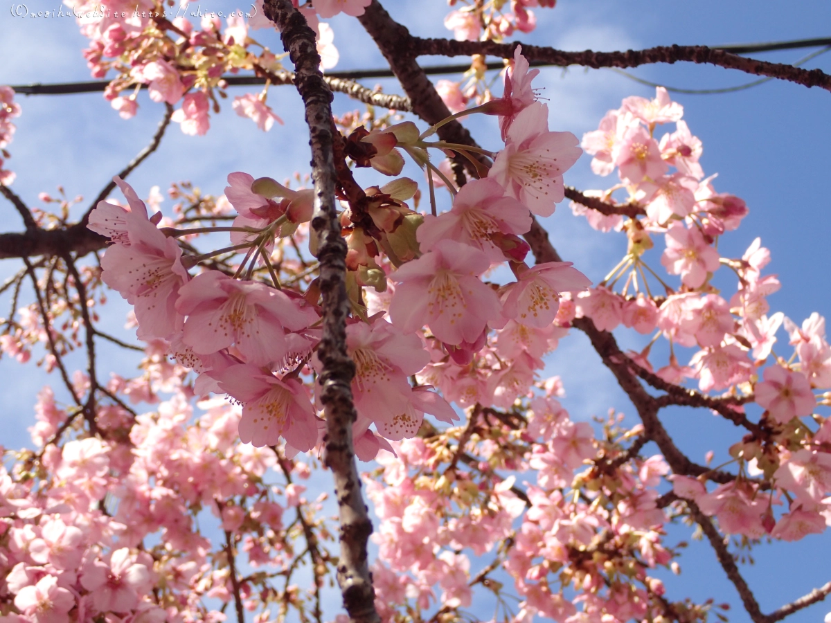 桜神宮の河津桜 - 23