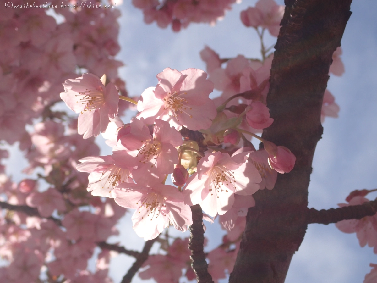桜神宮の河津桜 - 26