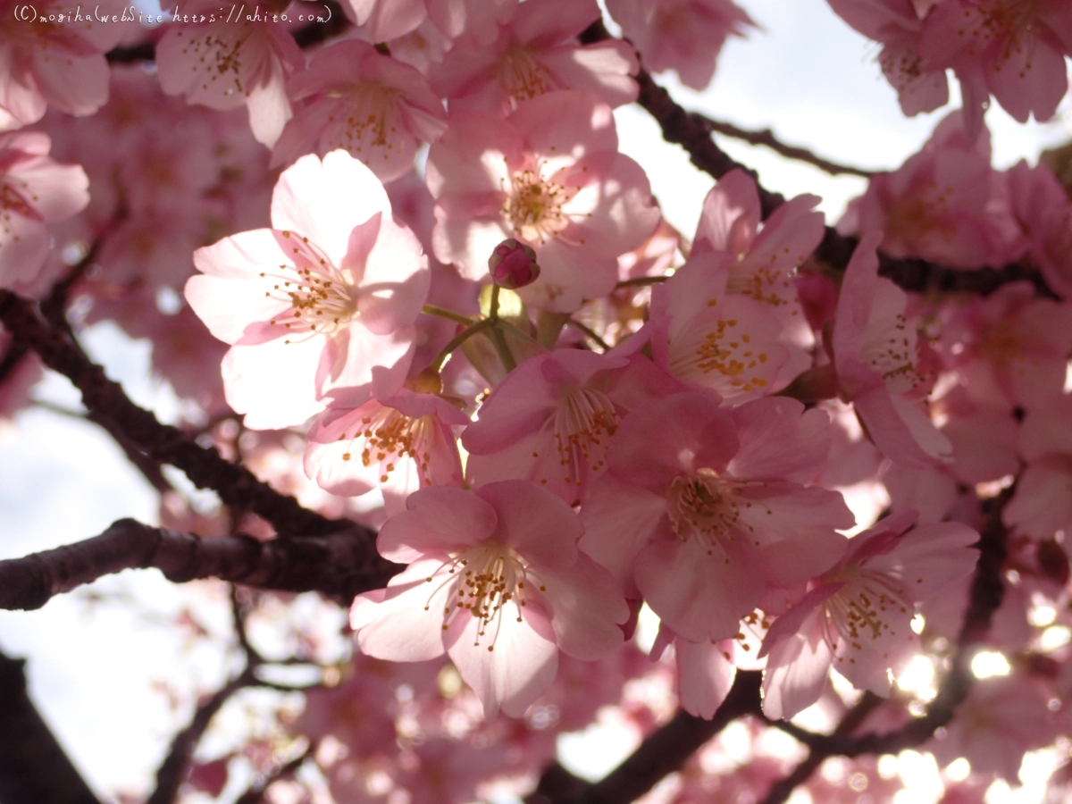 桜神宮の河津桜 - 47