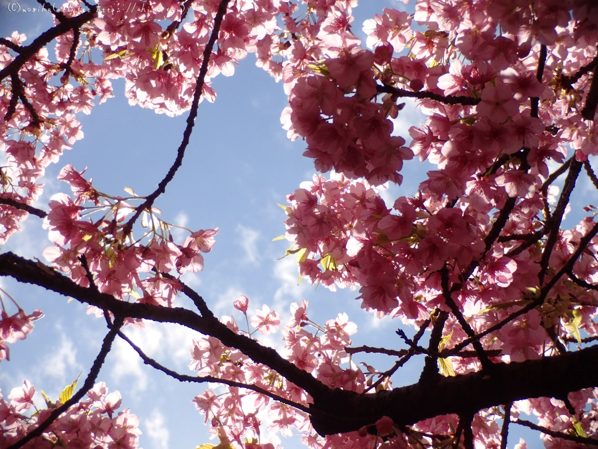 公園の河津桜 - 02