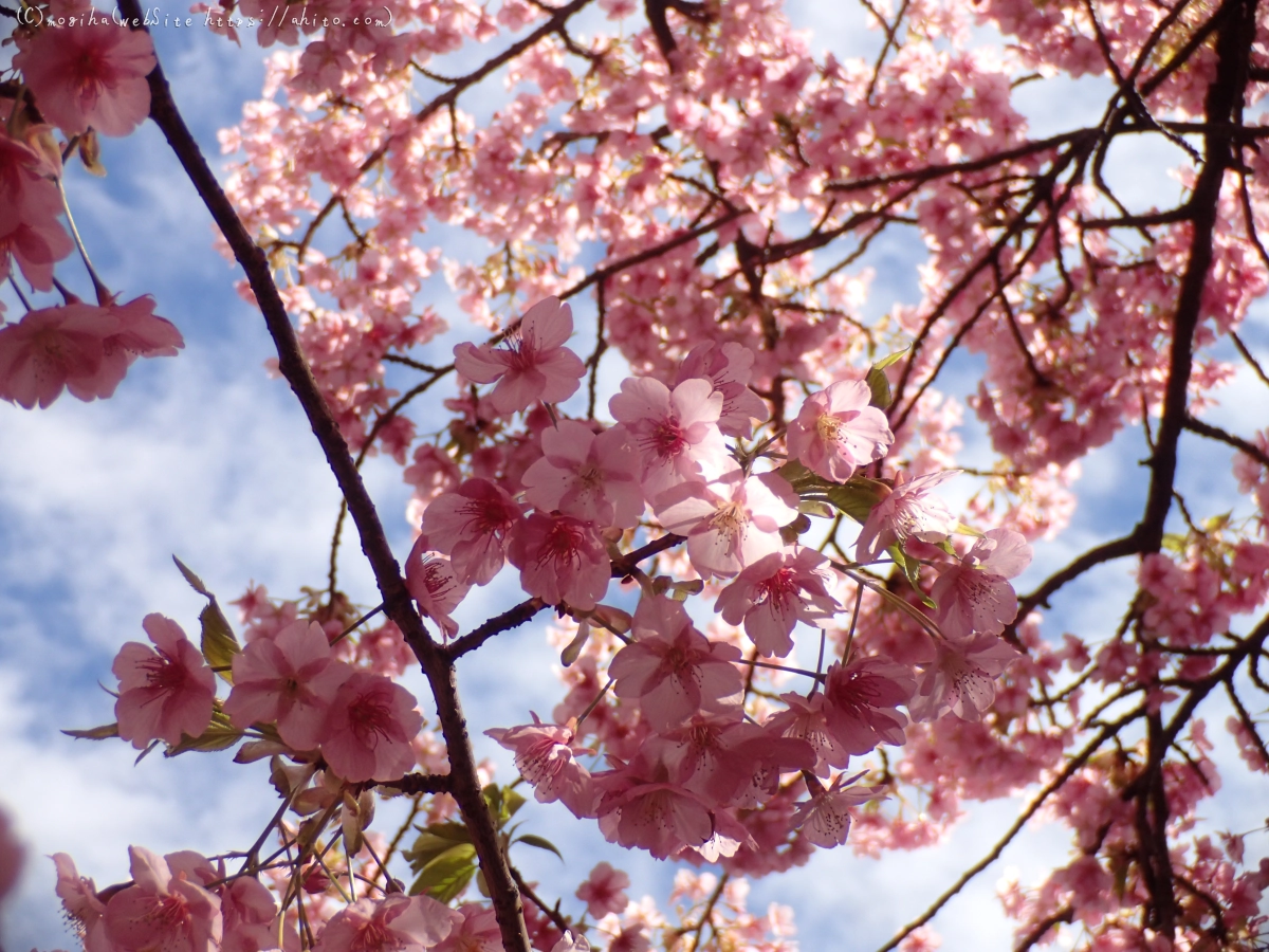 公園の河津桜 - 07