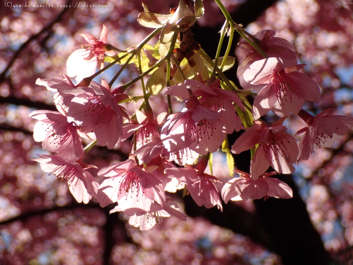 公園の河津桜 - 13